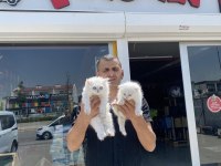 shoooowwww kalite brıtısh longhaır yavrulr ankara mağaza