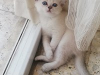 2 aylık Silver Lynx point erkek british shorthair uyguna