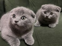 Scottish fold yavrularımız