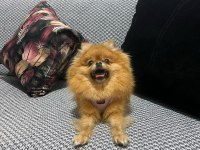 Pomeranian boo 2 yaşında