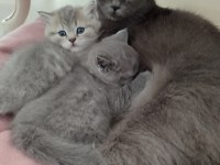 Kedimize yeni yuvasını arıyoruz (dişi)