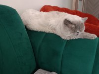 Ücretsiz Sahiplendirme Kedimiz