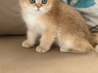 British Shorthair Erkek Yavru Teslime Hazır