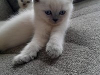 55 günlük blue point yavrular british shorthair