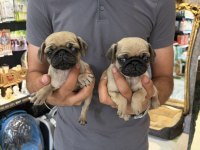 Dişi Pug Mops minikler