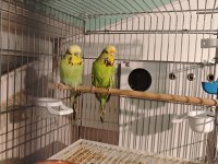 Show jumbo takım muhabbet kuşu