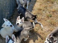 Dünyalar Güzeli Husky Yavrularımız