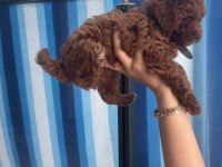 55 günlük toy poodle