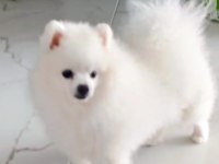 POMERANİAN BOO ERKEK KARNESİ VAR