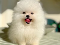 TEACUP BEYAZ AYICIK POMERANİAN BOO