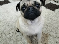 Acil sahiplendirilecek pug