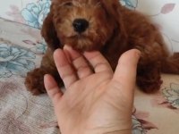 3 buçuk aylık poodle