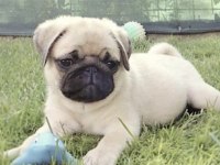 PUG SAFKAN
