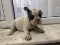 Blue piet french bulldog