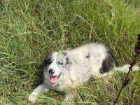 Dünyanın en zeki köpeği olan border collie