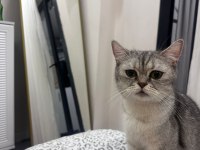 Acil ücretsiz sahiplendirilecek british shorthair