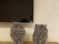 BRITISH LONGHAIR GRİ YAVRULARIM 