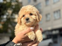 Sevimli maltipoo yavrular