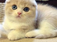 Scottish Fold Yavrularımız Evinizin Neşesi Olacaktır