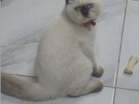 British scottish fold yavrularımız