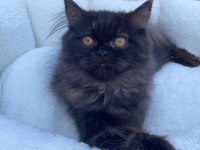 2 yavru kardeşler british longhair