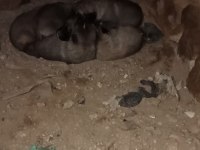 Safkan yavru kangallar