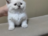 British shorthair kediler