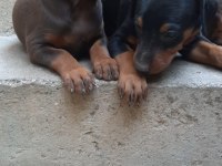A KALİTE KİNG DOBERMAN