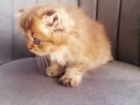 Golden bristih longhair