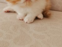 45 günlük safkan exotic shorthair