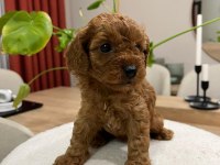 Red Brown Toy Poodle Yavru Bebekler (2 Mayıs Doğumlu)