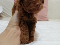 Kore toy poodle