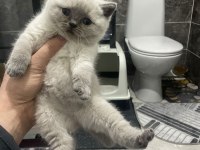 Ayı Suratlı Blue Point British Shorthair Yavrularım