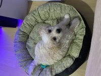 Maltese Terrier Yavru 3 Aylık