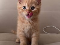 British Shorthair 2 Aylık Yavrular