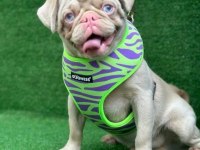 Pink taşıyıcı pug yavrular
