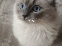 Ragdoll Blue Mitted Secereli Dişi