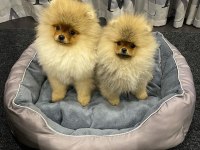 TEDDY BEAR POMERANİAN YAVRULARI