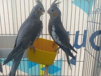 İzmir merkezde ele kola alışkın yavru papağanlar