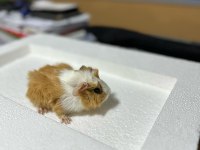 Ginepig Ailesi