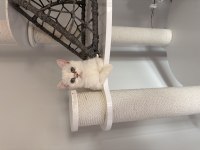 Kısır dişi british shorthair 9 aylık
