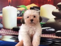 SHİH TZU BEBEKLER RUHSATLI ÜRETİM