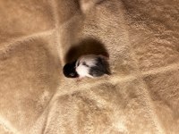 Yavru Suriye Hamster