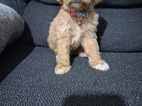 Toy poodle yavrular tuvalet eğitimli