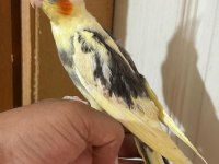 46 günlük full evcil bebek sultan papağanı