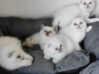 British shorthair yavrular