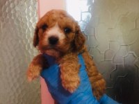 Maltipoo Yavrularım Orijinal