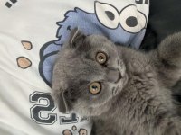 Yanında eşyalarıyla tatlı bebek gri scottish fold
