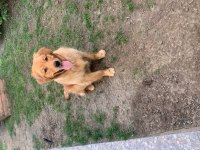 Golden retriever 2 yaşına yaklaştı