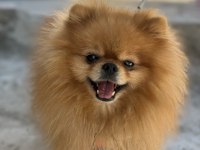 2 Yaşında Pomeranian Boo